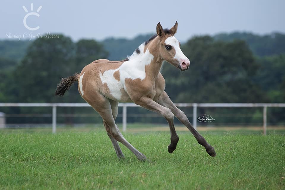 Gorgeous Foal!! 🐴🐴❤️ @Shining C Grulla Horses
